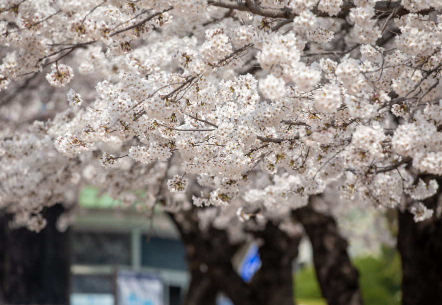 2025 벚꽃 개화시기