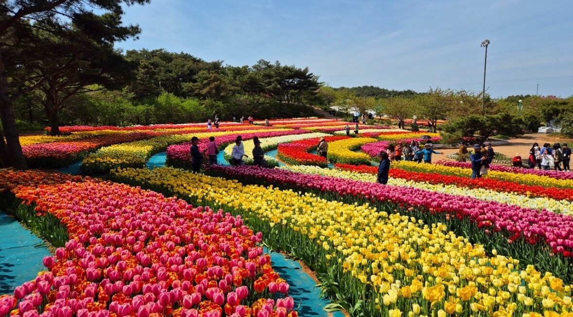 태안 튤립축제 기간