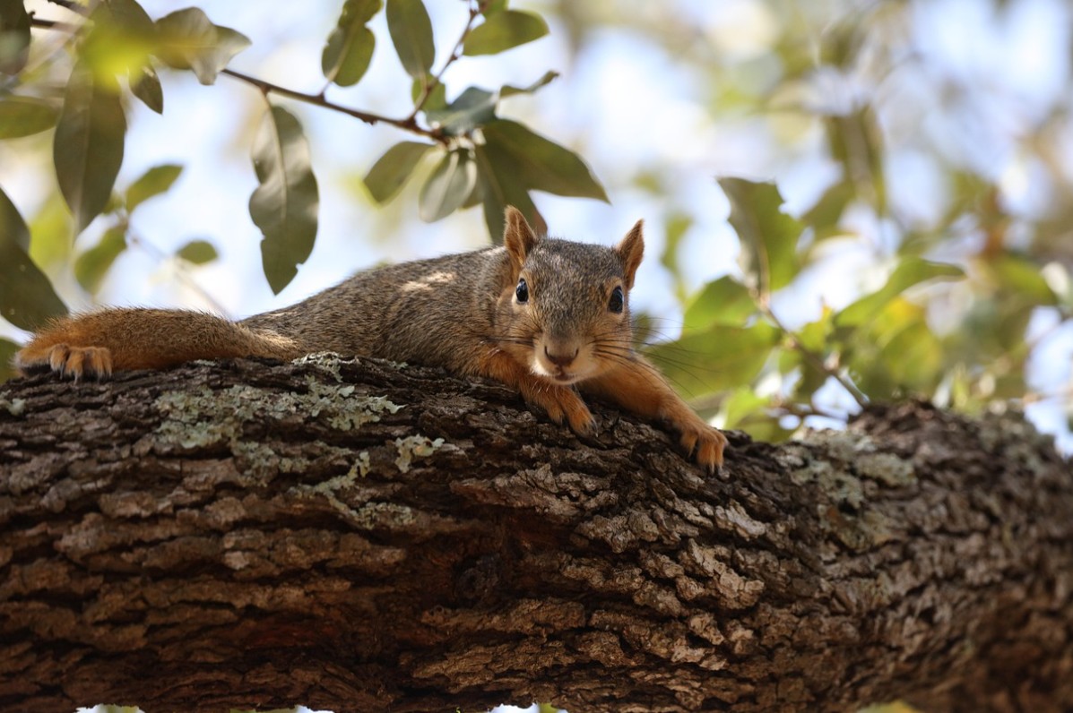 숲속 다람쥐 이미지