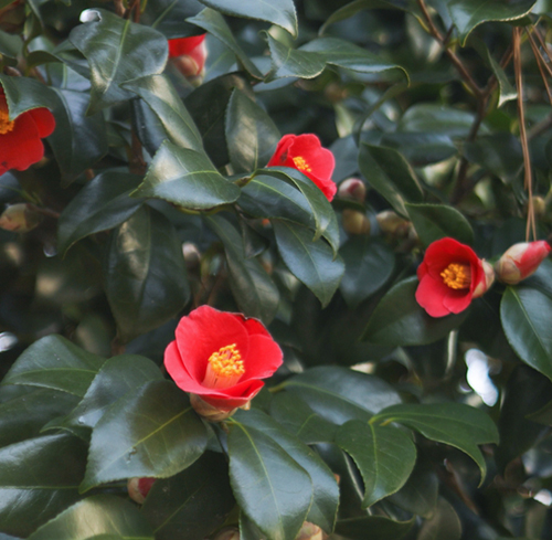 서천마량리 동백나무숲