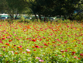 9월 축제: 평창 백일홍 축제 일정과 입장료, 가는 길, 근처 맛집 안내