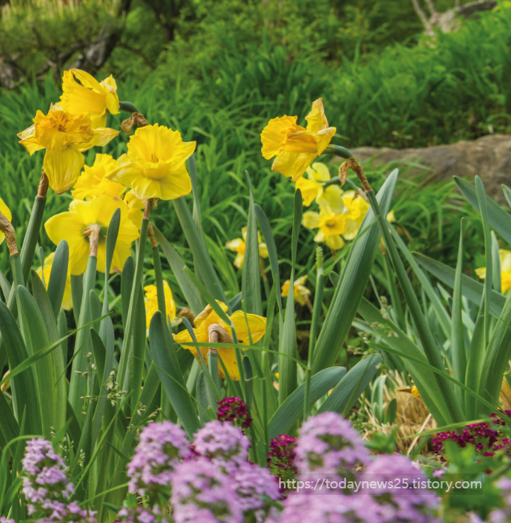  화담숲 봄 예약