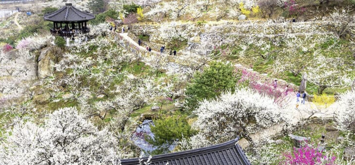 매화축제