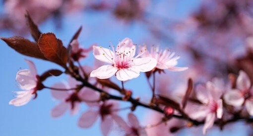 벚꽃 축제