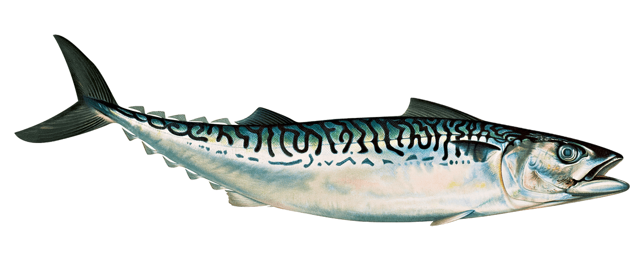 고지혈증에 좋은 음식