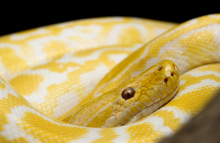 2023년 뱀띠운세