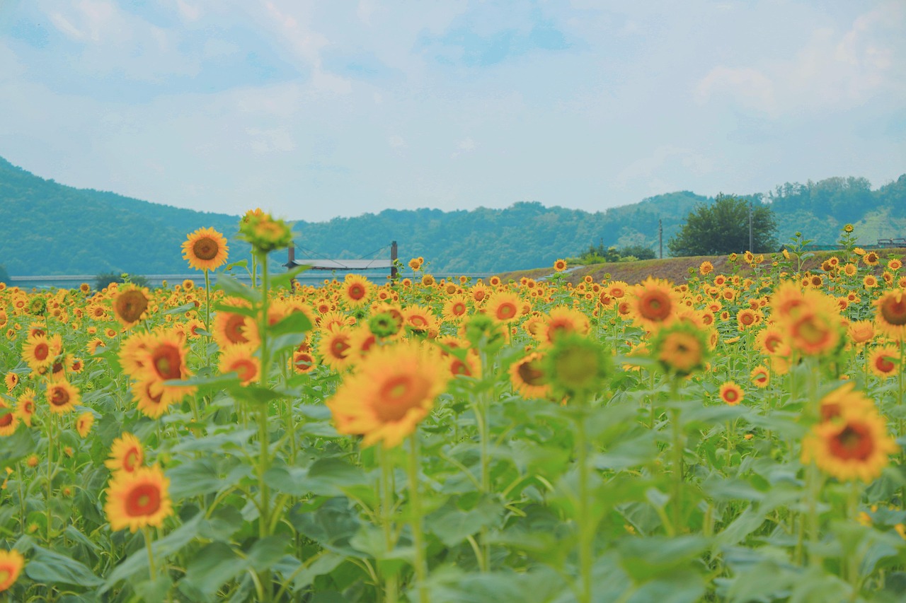 안동 가볼만한곳 추천명소