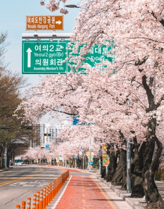 여의도 봄꽃축제