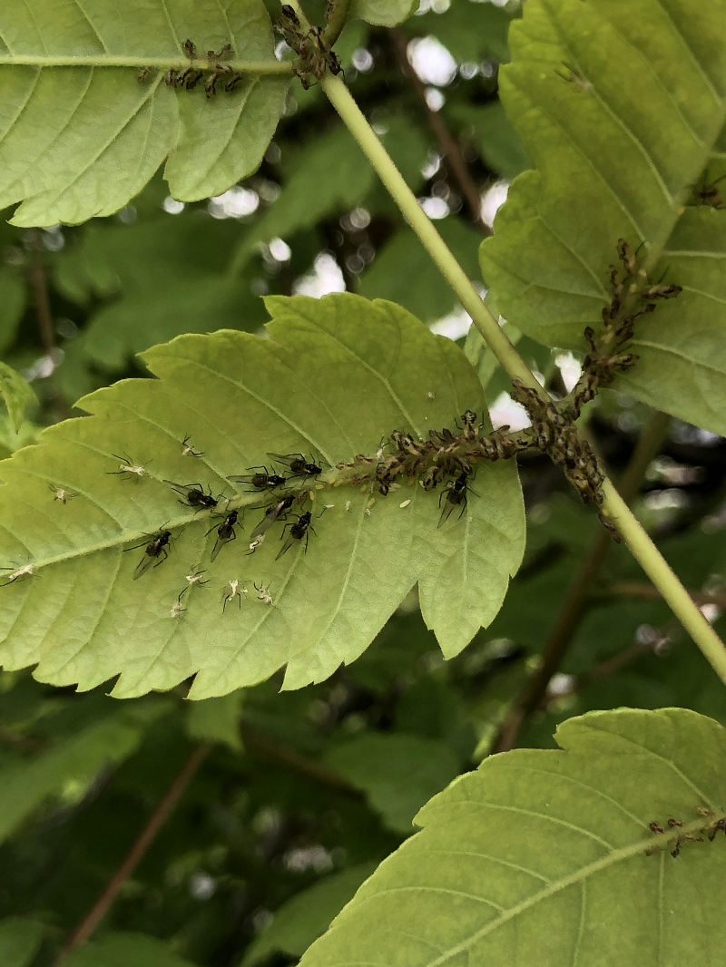 모감주진사진딧물2