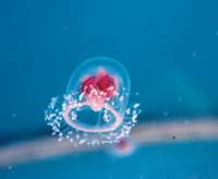 해파리의 독특한 생명주기와 불사의 해파리 – 죽지 않는 해파리 ‘홍해파리’