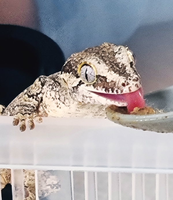 가고일 게코의 산란 준비 가이드