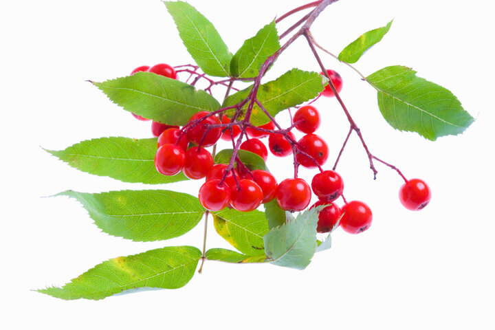 마가목 효능 총정리