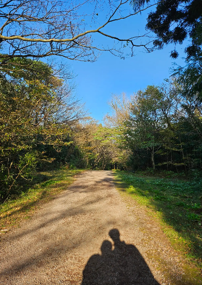사려니숲길 코스