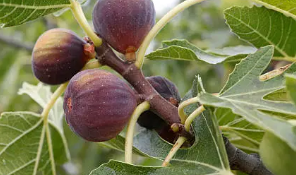 무화과 보관 방법