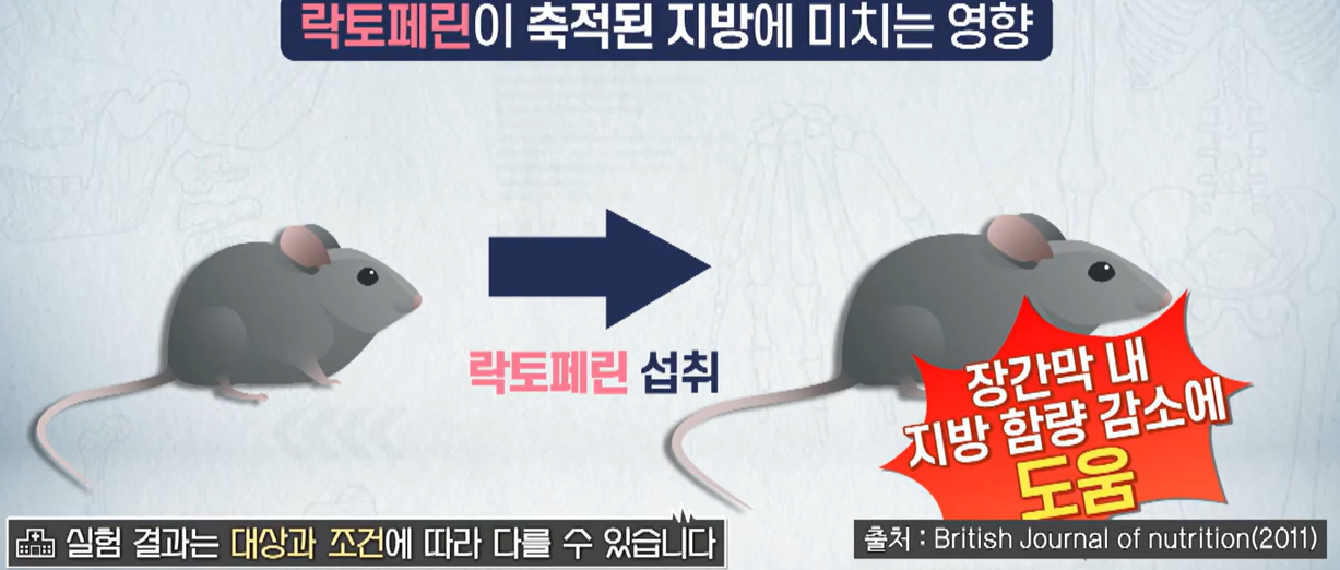 락토페린 효능