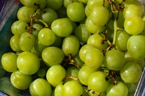 청포도 효능 3가지 및 부작용