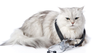 뚱뚱한 고양이.