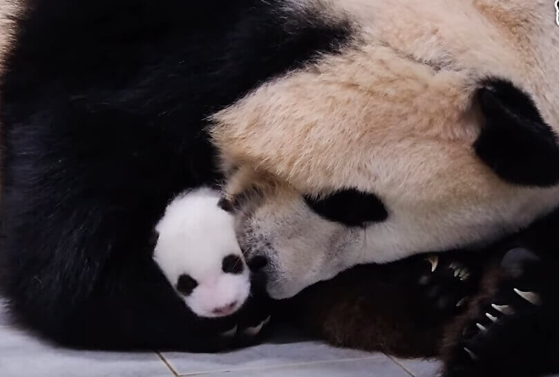 에버랜드 쌍둥이 아기판다 이름공모 참여방법