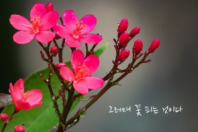 '그러며 꽃 피는 것이다' 시제목 들어간 이미지