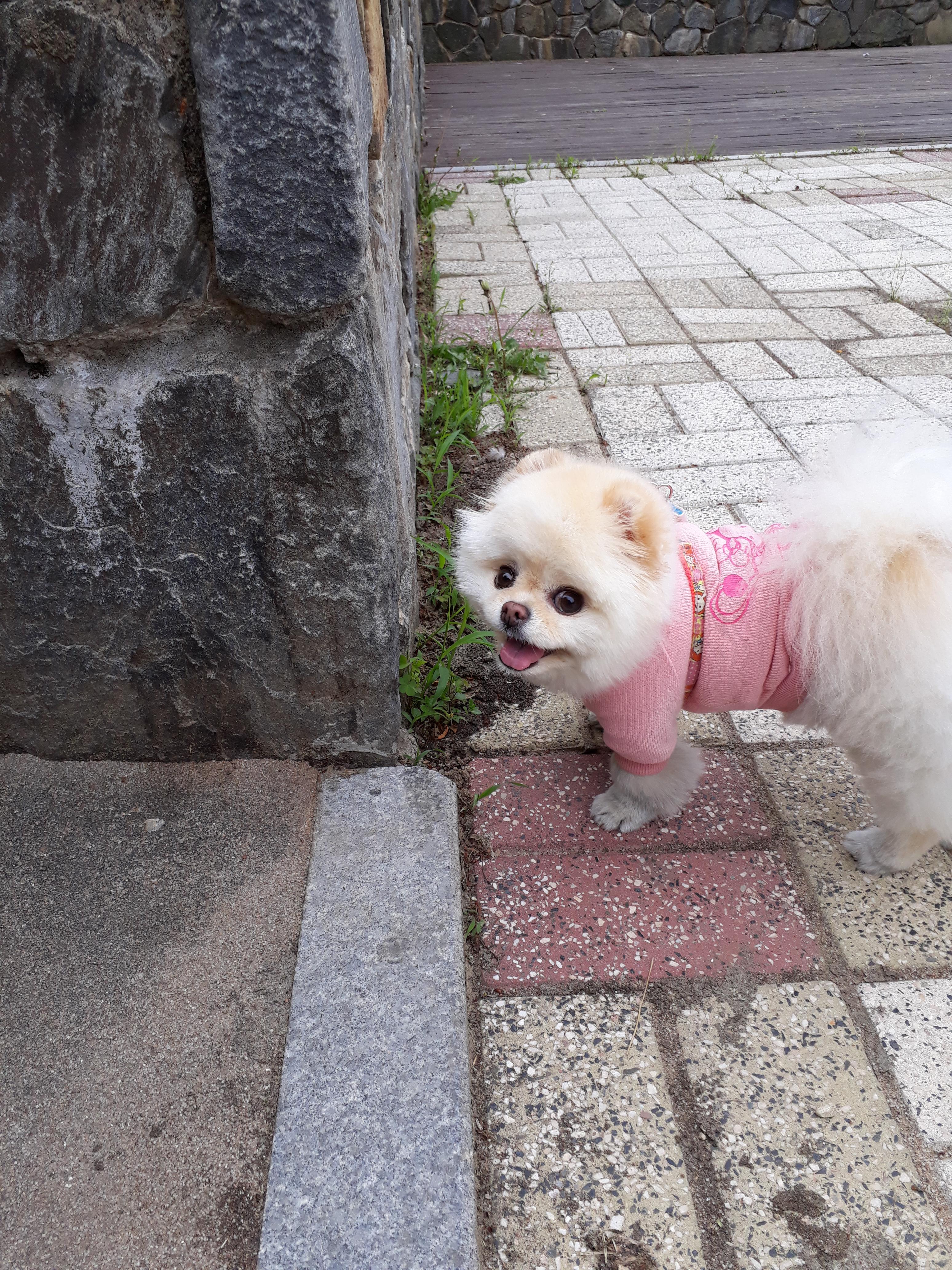 강아지 백내장 초기 증상과 확인법 : 예방법 3가지