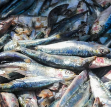 대상포진 후 신경통에 좋은 음식 영양제 식단