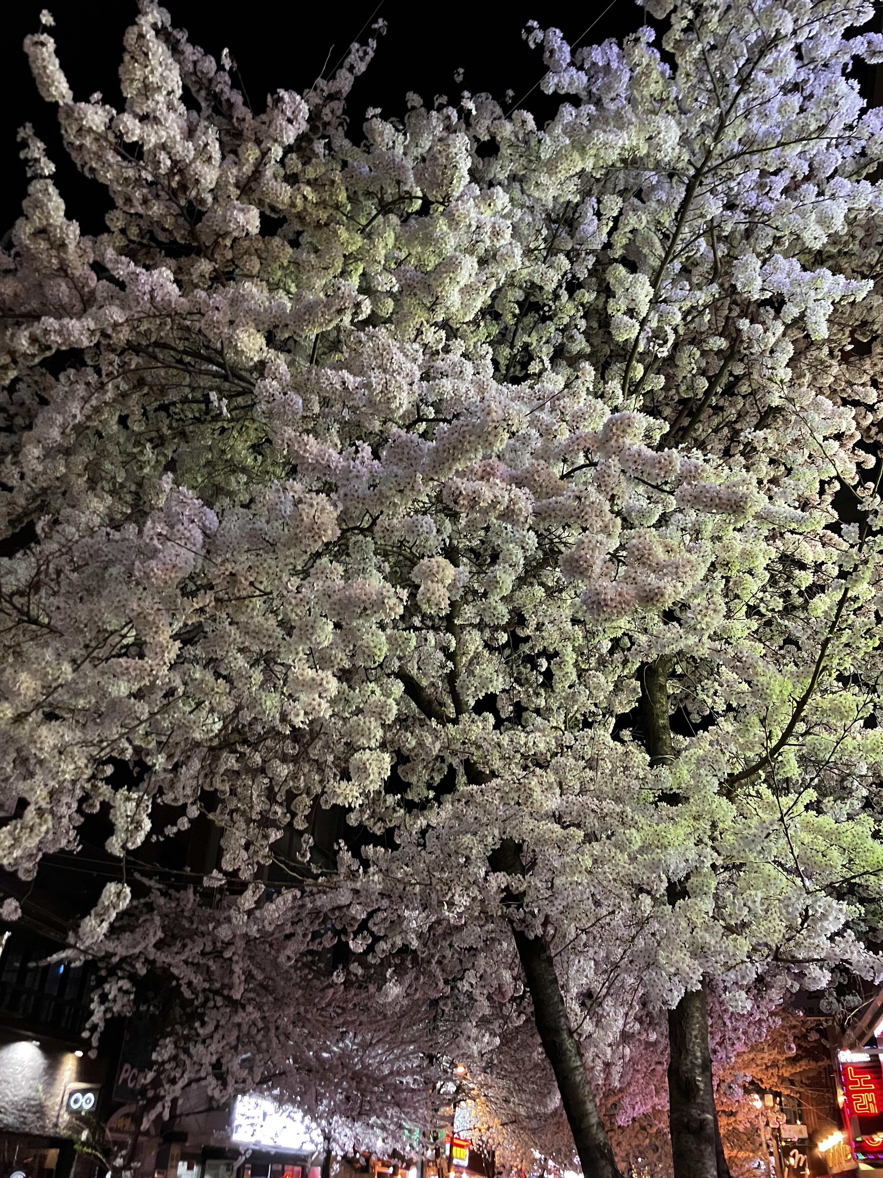 4월의 홍대 벚꽃 핀 저녁모습