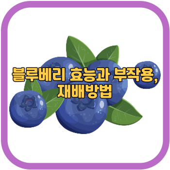 블루베리 효능과 부작용, 재배방법