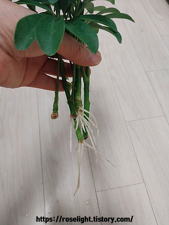 홍콩야자 수경재배 방법-홍콩야자 물꽂이