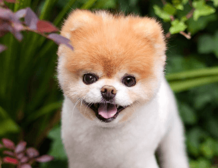 강아지 등록번호 조회