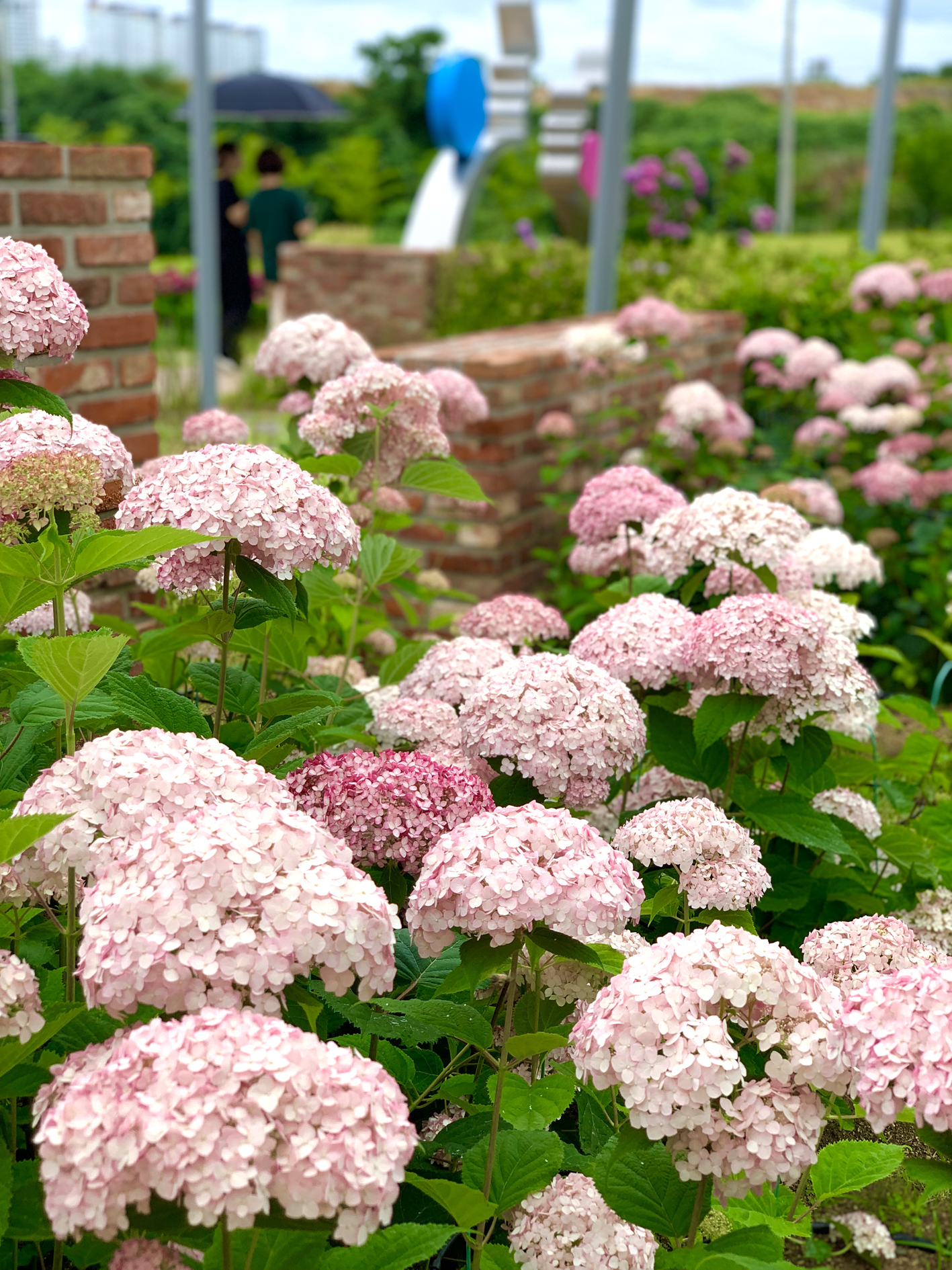 구미다온숲 수국핀 모습입니다.