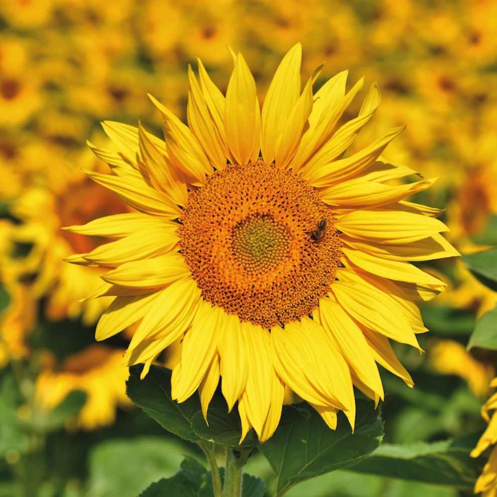 파주 해바라기 축제