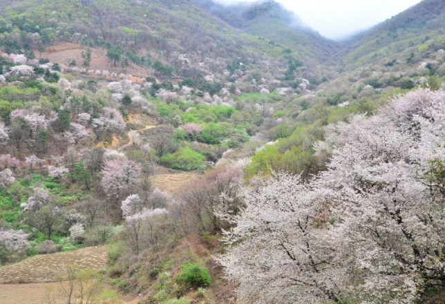 금산 보곡산골 산벚꽃 축제