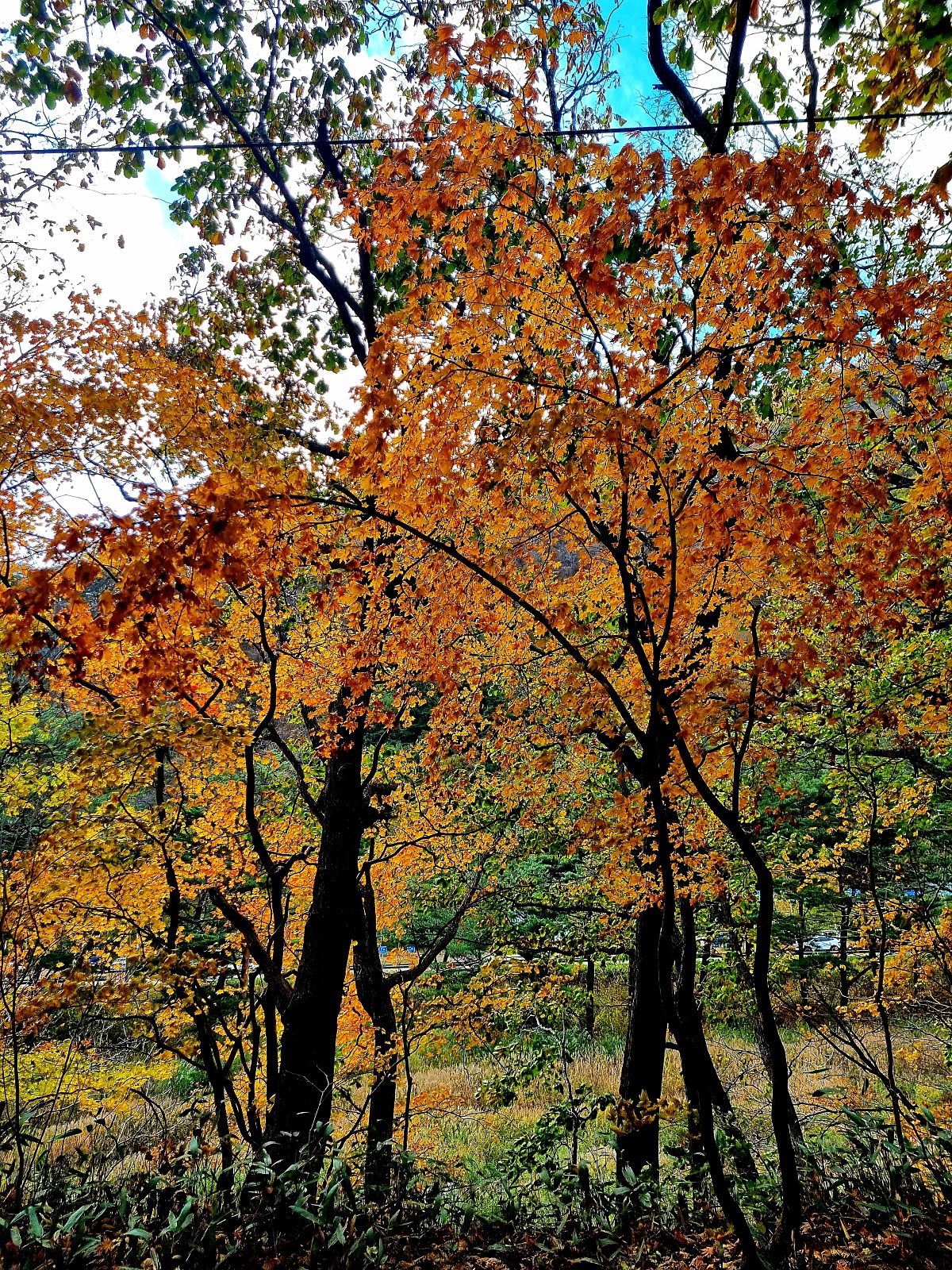 강원도 홍천 은행나무숲 방문 후기(10.23.): 단풍 확인 팁, 먹거리, 숙박