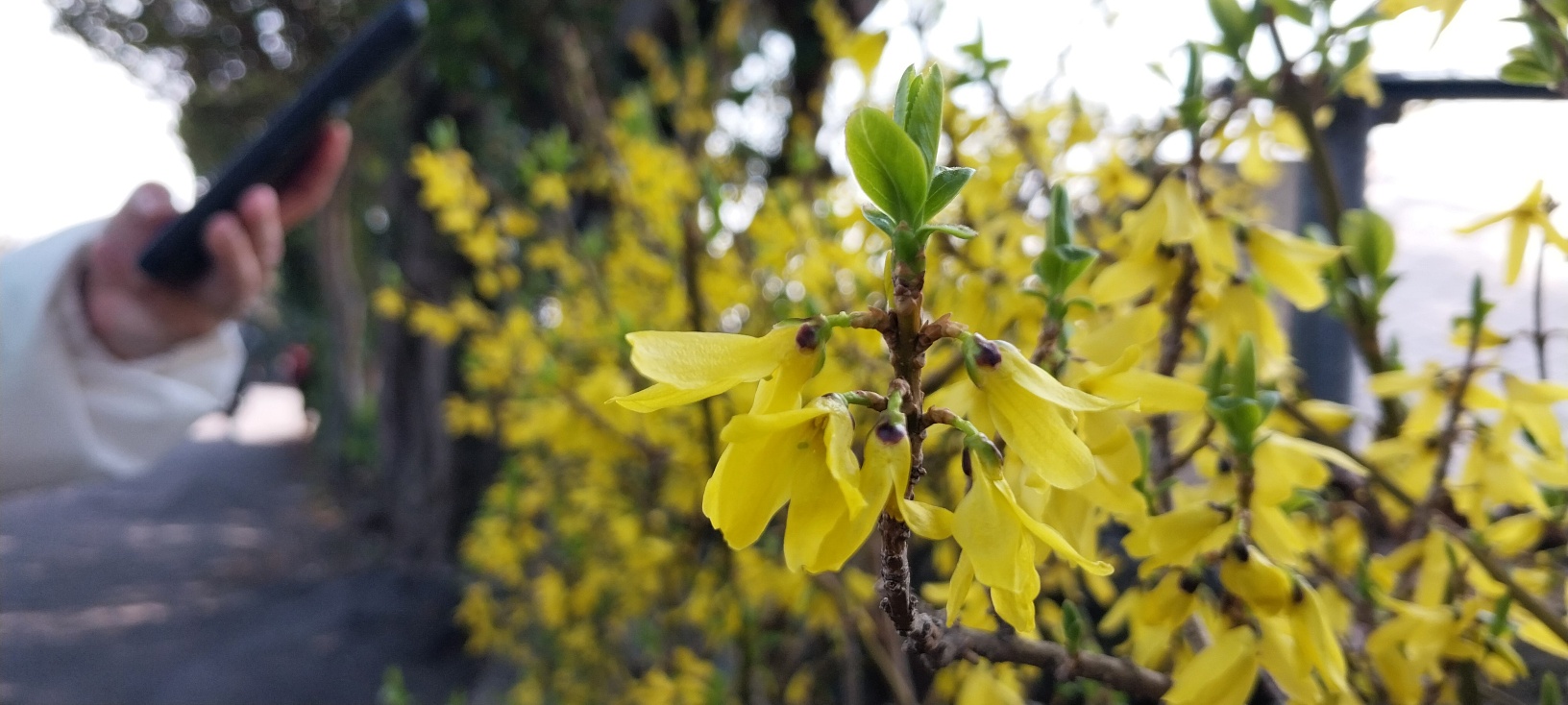 제주 유채꽃걷기대회