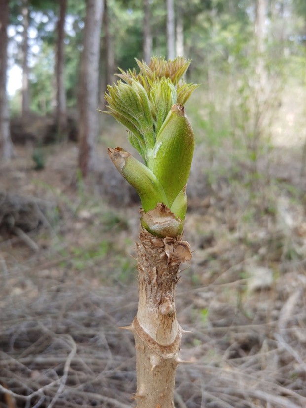 땅두릅 참두릅 효능과 부작용