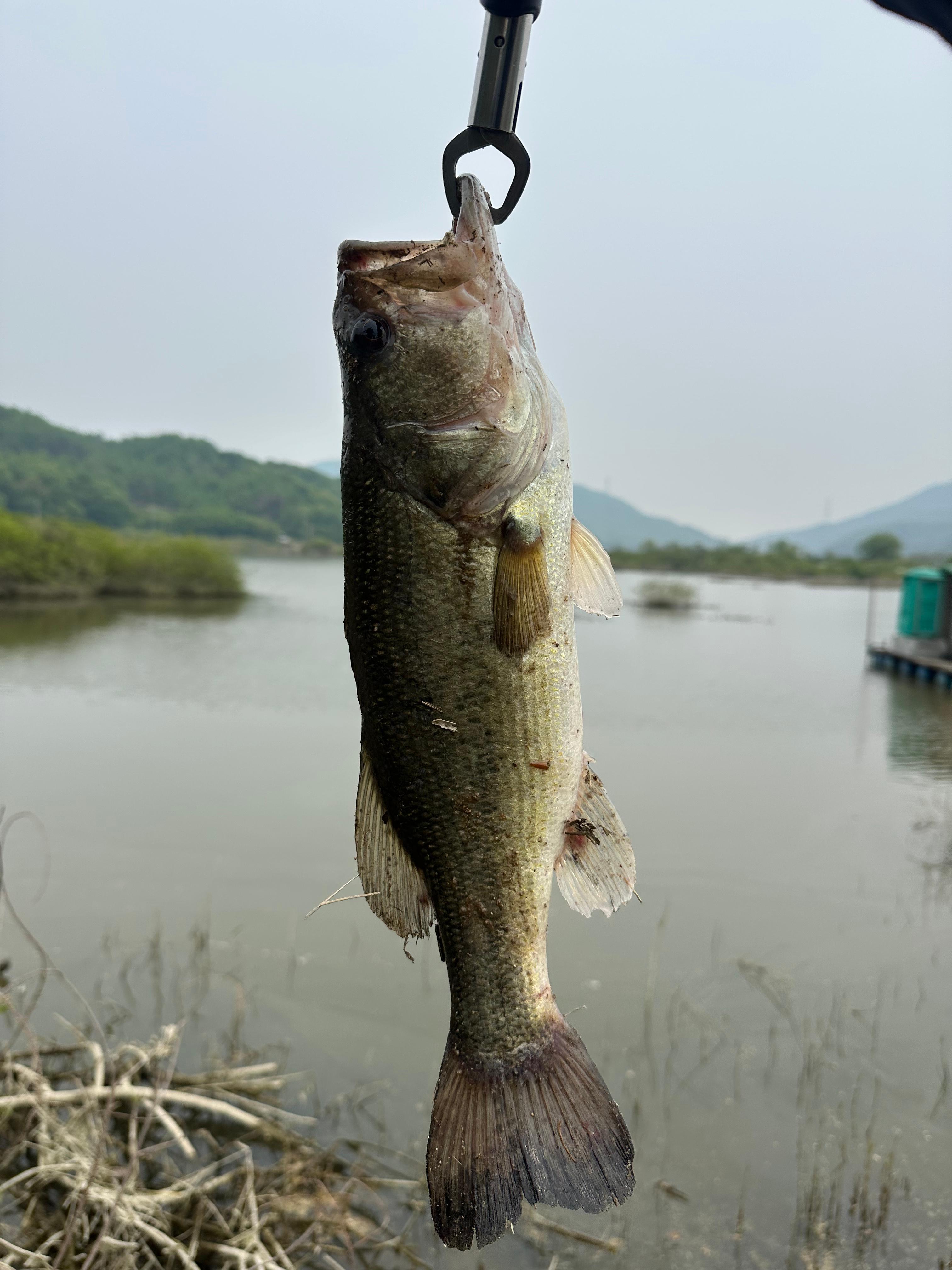 배스 낚시