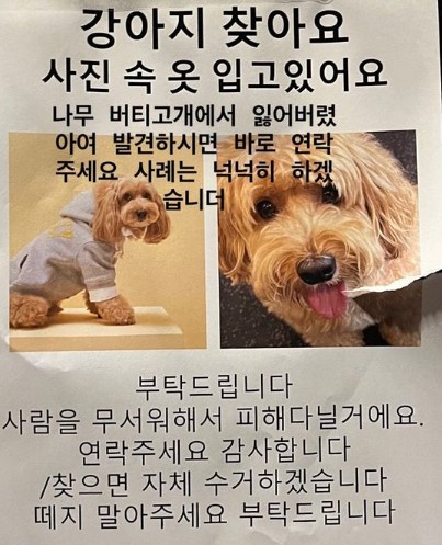 송혜교 지인 반려견 이태원 한남동 해방촌 찾기