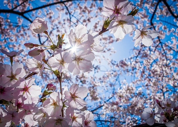 벚꽃 개화시기 2025 벚꽃축제 벚꽃명소 벚꽃산악회