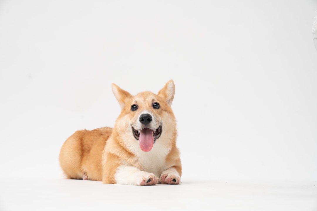Puppy
