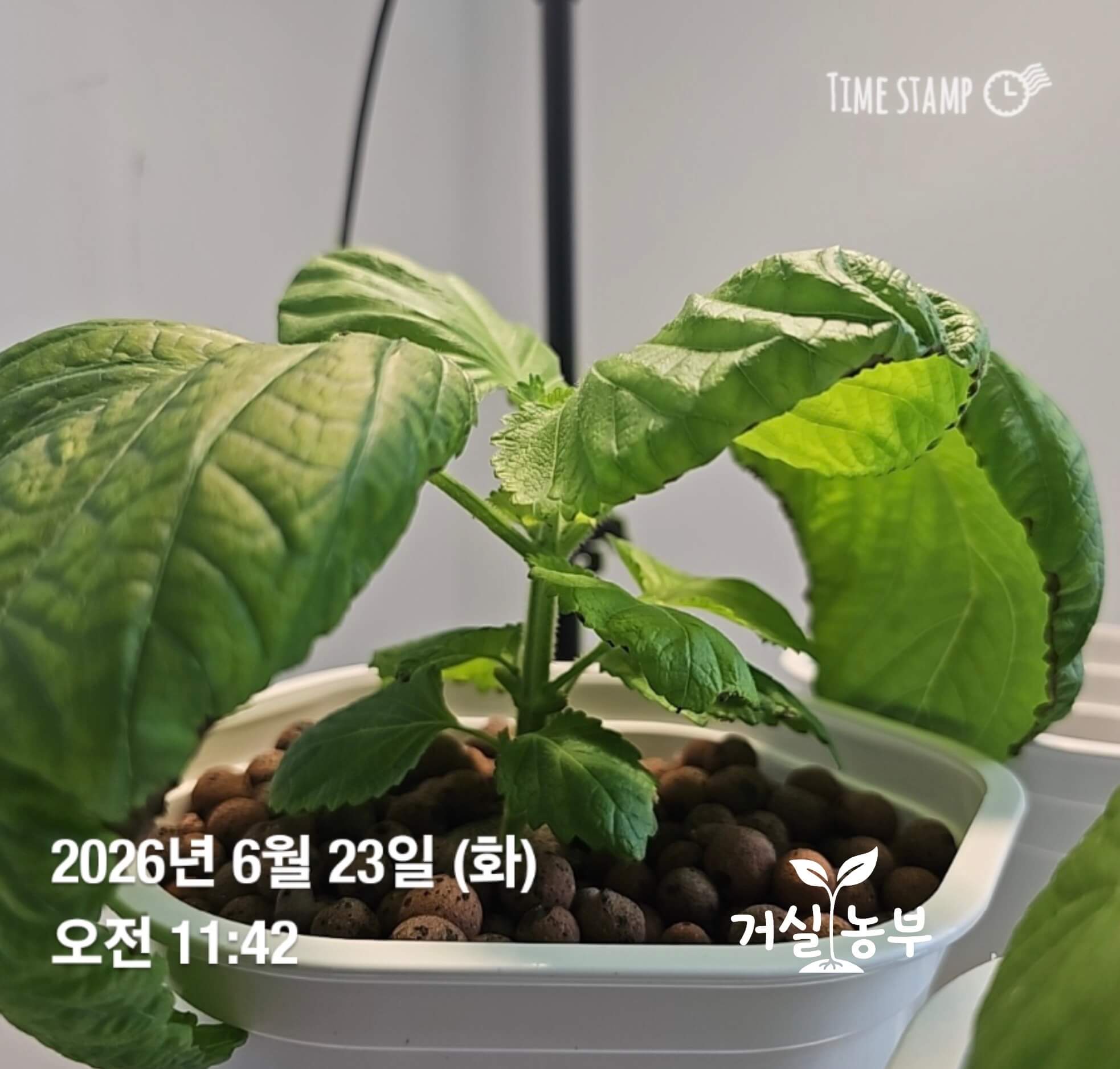 수경재배기에서 성장이 느리고 잎이 위로 들린 깻잎