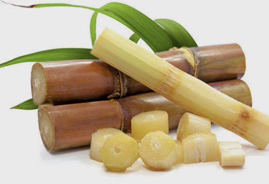 폴리코사놀의효능