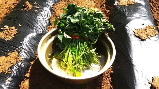 고구마-심기-모종-심는시기-수확시기