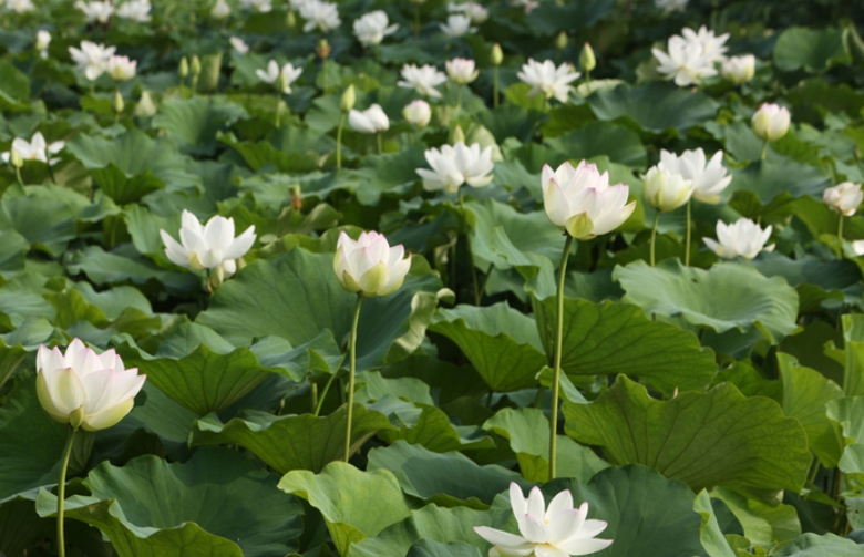 7월 부여 궁남지 서동 연꽃축제 일정&amp;#44; 입장료&amp;#44; 초대 가수 장민호&amp;#44; 안성호