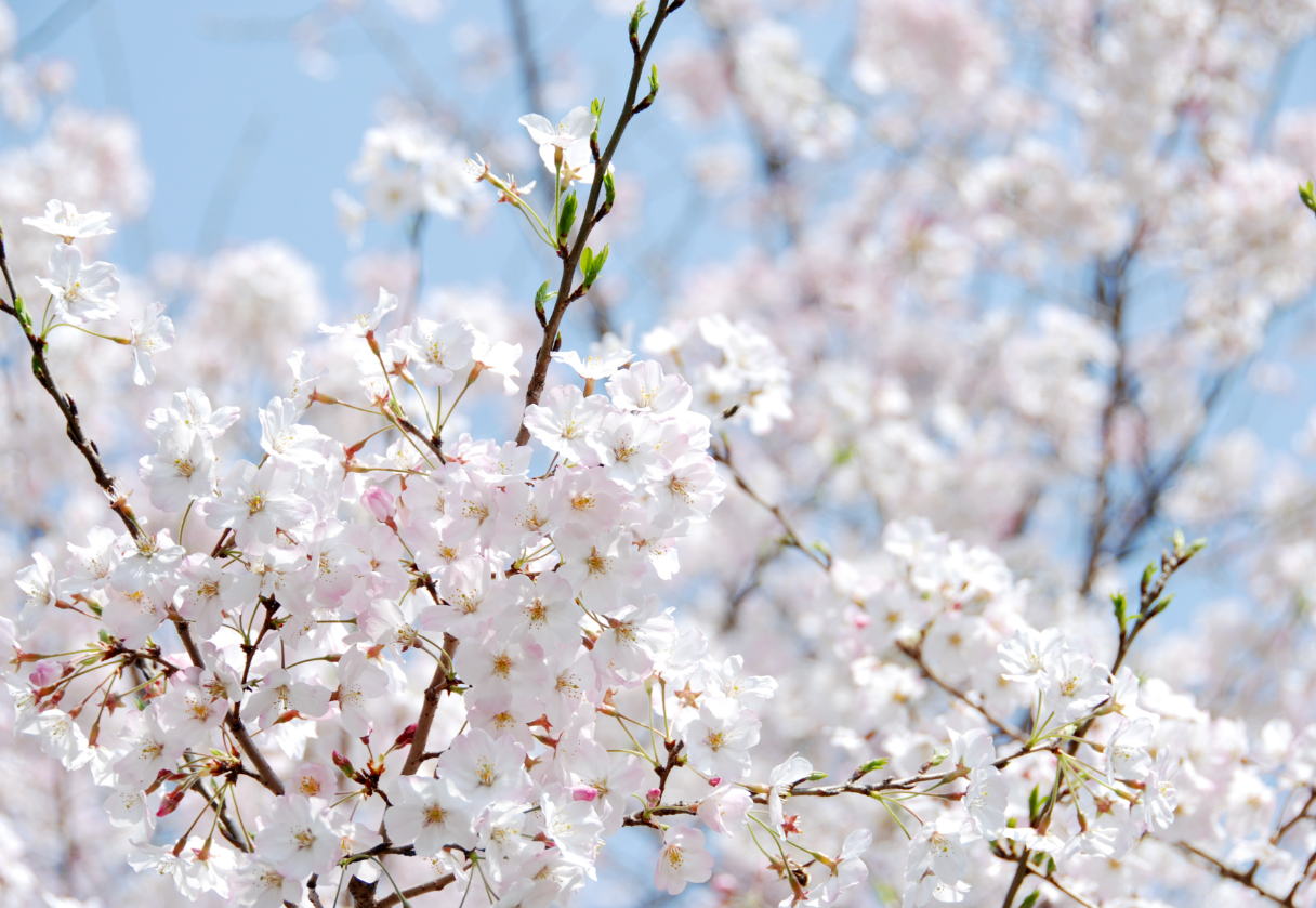 활짝 핀 벚꽃 사진