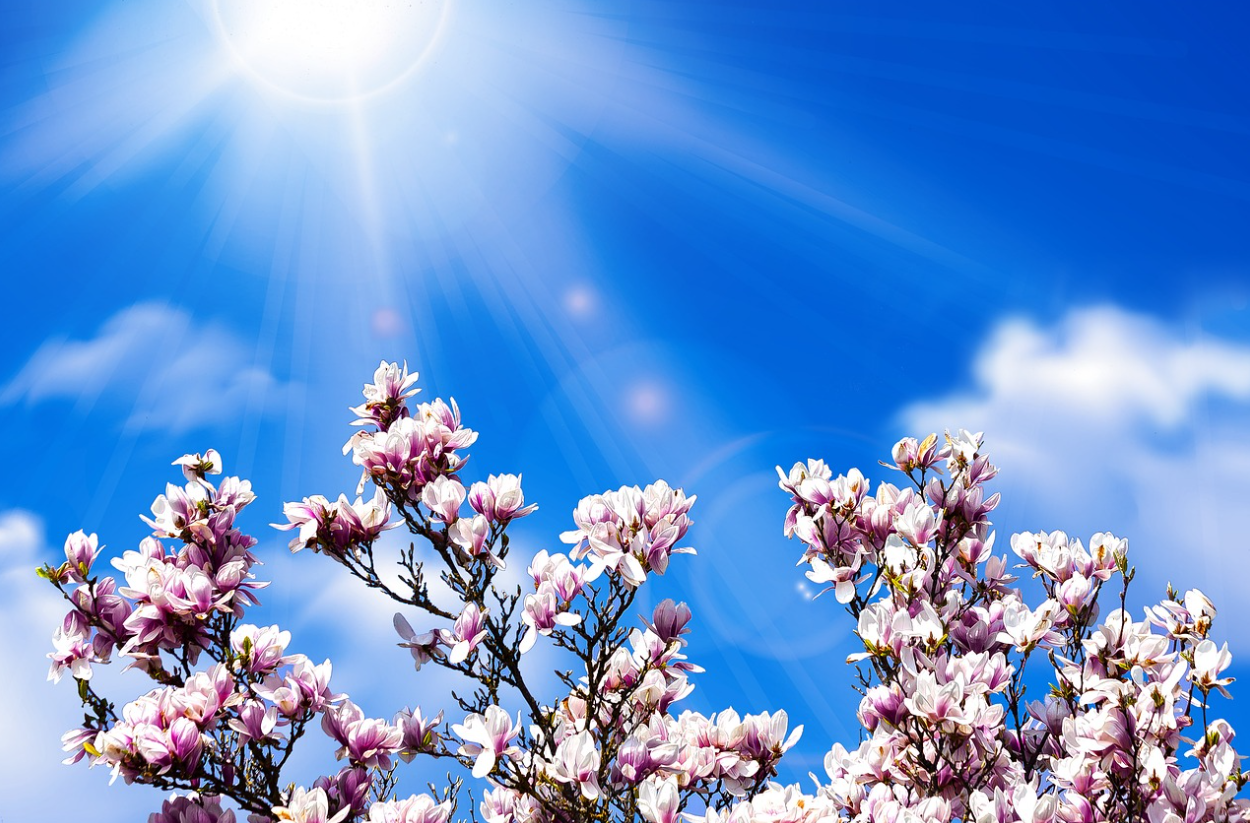 맑은 하늘과 목련