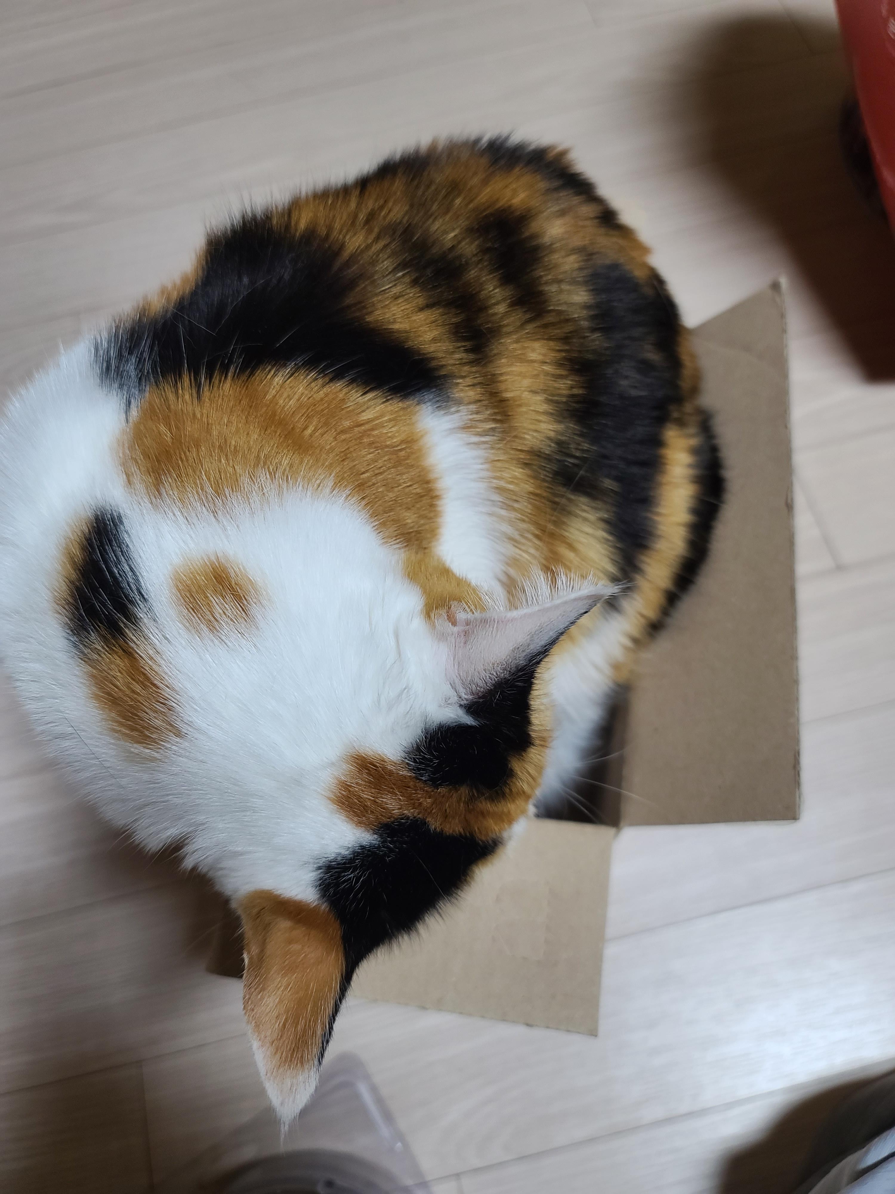 보지 않고는 믿을수 없는 고양이의 유연함. 유독 작은상자를 좋아하는 요미.