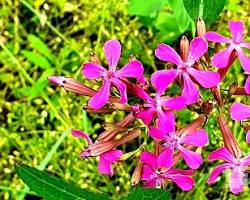 끈끈이대나물 꽃 이미지 사진