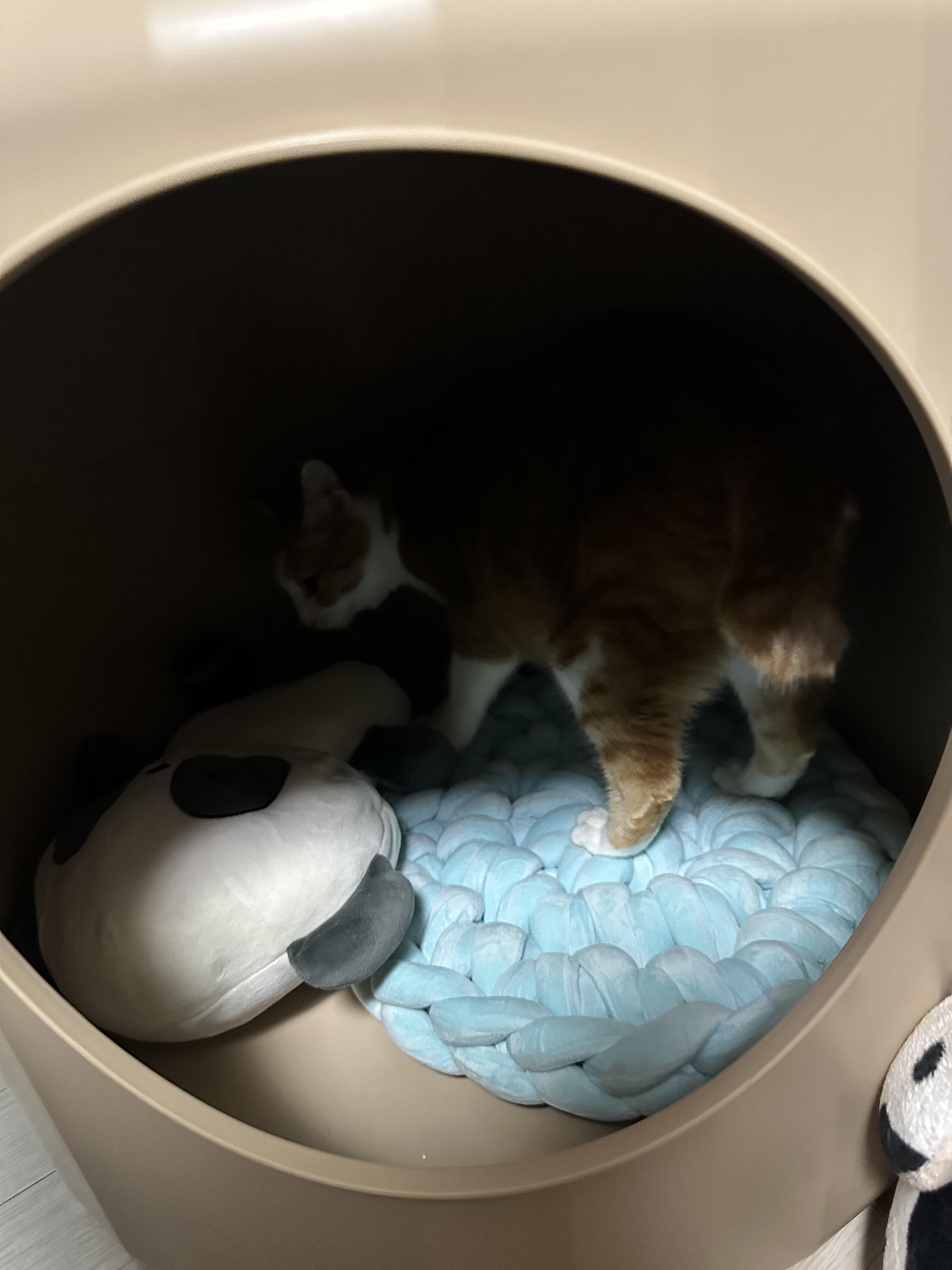 1층에_넣어준_두번째_원형방석_제일_먼저_사용하는_치즈냥이_호야