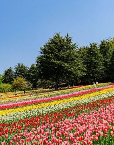 2025 대구 이월드 &amp;#39;튤립 트래블&amp;#39; 축제! : 네덜란드 감성 그대로 즐기는 봄 꽃 축제!