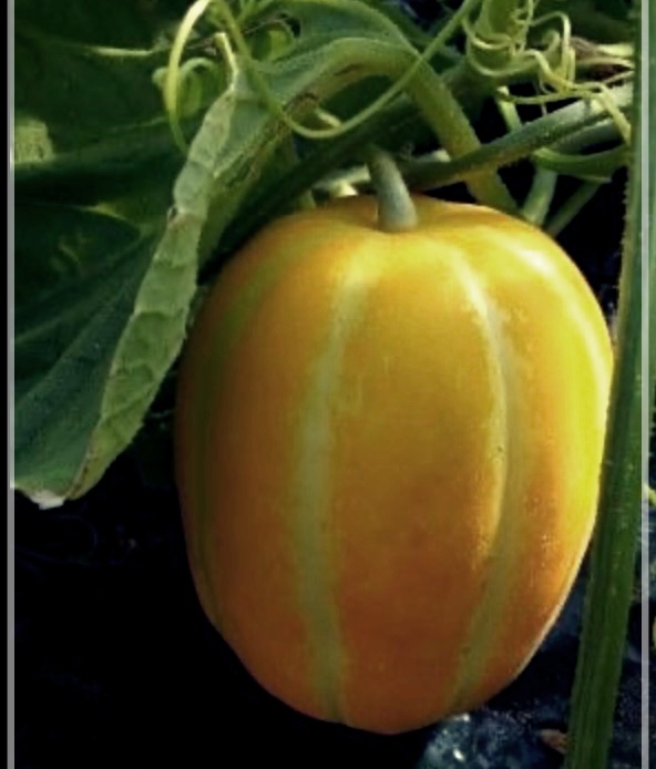 참외 효능, 부작용, 보관법 및 칼로리 총정리